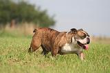 BULLDOG ANGLAIS 188